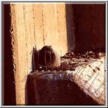 A dove nesting opposite to Department of ...[4 words]... The Middle East, March 16, 2000