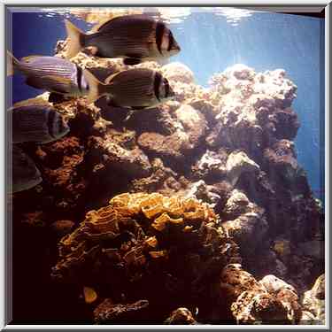 Coral fishes in aquarium. Eilat, the Middle East, March 18, 2000