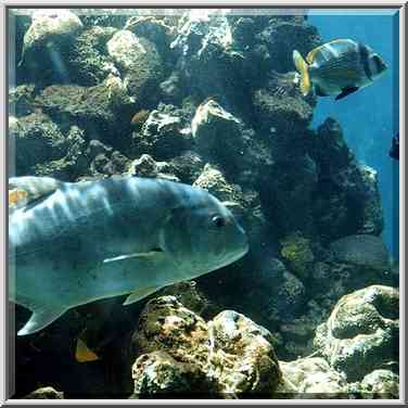 Coral fishes in aquarium. Eilat, the Middle East, March 18, 2000