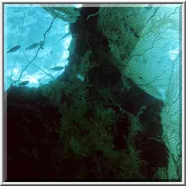 Corals in aquarium. Eilat, the Middle East, March 18, 2000