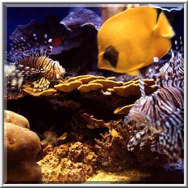 Coral fishes in aquarium. Eilat, the Middle East, March 18, 2000