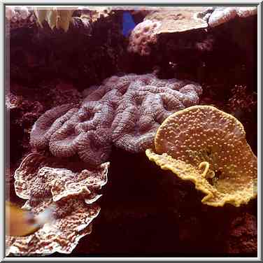 Corals in aquarium. Eilat, the Middle East, March 18, 2000