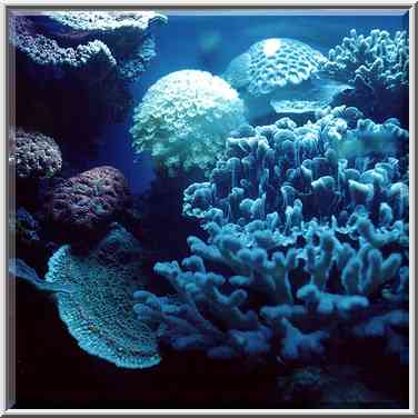 Fluorescent corals in aquarium. Eilat, the Middle East, March 18, 2000