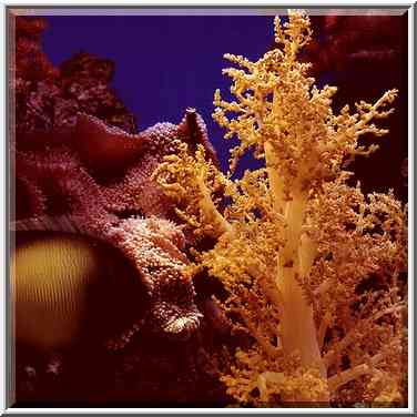 Fluorescent corals in aquarium. Eilat, the Middle East, March 18, 2000