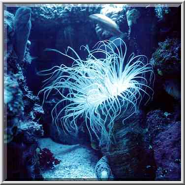 Fluorescent anemone in aquarium. Eilat, the Middle East, March 18, 2000