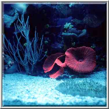 Fluorescent corals in aquarium. Eilat, the Middle East, March 18, 2000