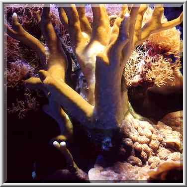 Corals in aquarium. Eilat, the Middle East, March 18, 2000