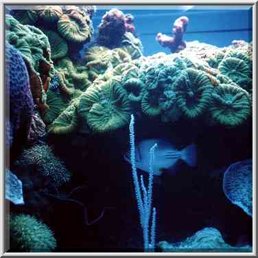 Corals and a fish in aquarium. Eilat, the Middle East, March 18, 2000