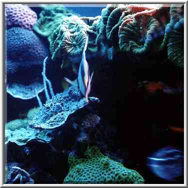 Corals and a fish in aquarium. Eilat, the Middle East, March 18, 2000