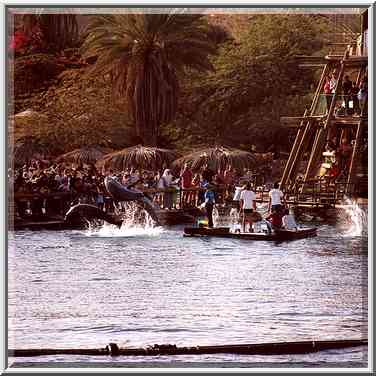 Dolphins on Coral Beach south from Eilat. The Middle East, March 18, 2000