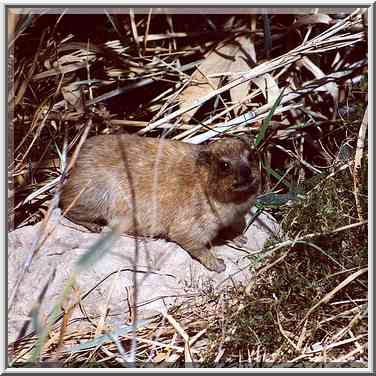 A rock badger or hyrax near Ein Bokek Creek. The Middle East, March 25, 2000