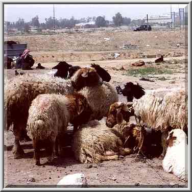 Bedouin Market behind the bridge. Beer-Sheva, the Middle East, April 13, 2000