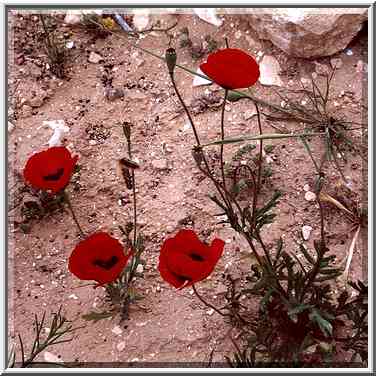 Poppies in Negev Desert 1-2 miles north-east from Beer-Sheva. The Middle East, April 14, 2000