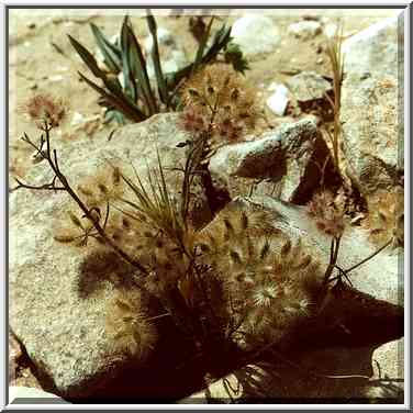 Negev Desert 1-2 miles north-east from Beer-Sheva. The Middle East, April 14, 2000