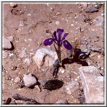 Dwarf iris in Negev Desert 1-2 miles north-east ...[2 words]... The Middle East, April 14, 2000