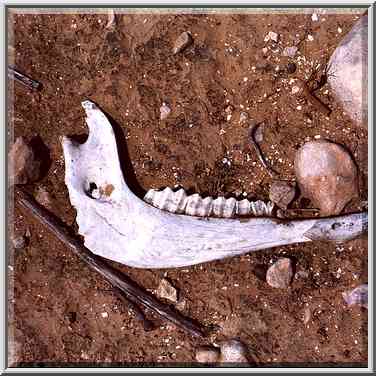 A donkey (?) bone in Negev Desert, west from road ...[4 words]... the Middle East, April 21, 2000