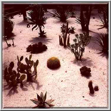 Cacti in Bahai garden in Haifa. The Middle East, April 22, 2000