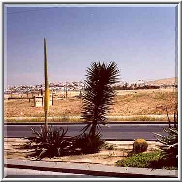 Ben Gurion Boulevard in Beer-Sheva. Flowers of ...[9 words]... Negev. The Middle East, April 24, 2000