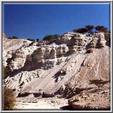 Acacia tree at David Creek in Ein Gedi. The Middle East, April 26, 2000