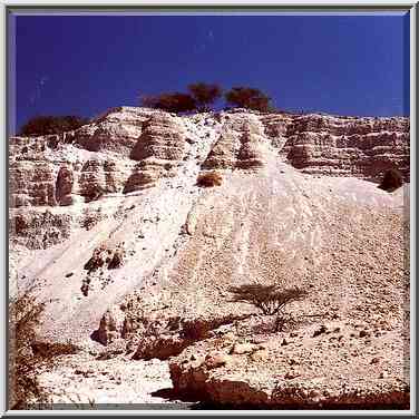 Acacia tree at the end of David Creek in Ein Gedi. The Middle East, April 26, 2000