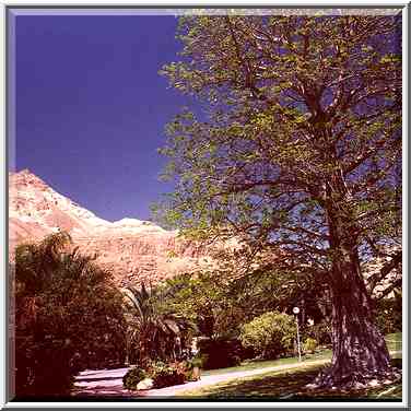 Baobab tree in Kibbutz Ein Gedi. The Middle East, April 26, 2000