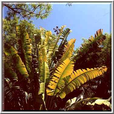 Banana in Kibbutz Ein Gedi. The Middle East, April 26, 2000