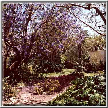 A picturesque garden in Kibbutz Ein Gedi. The Middle East, April 26, 2000