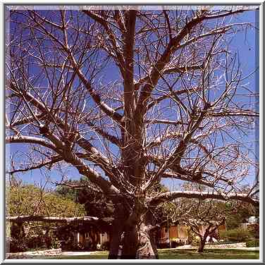 A baobab in Kibbutz Ein Gedi. The Middle East, April 26, 2000