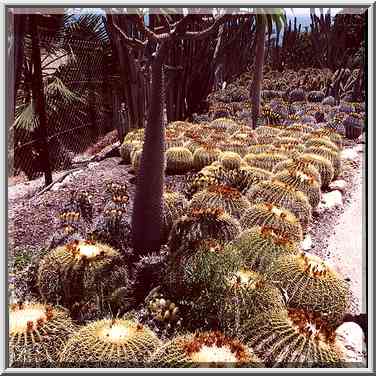 Cacti in Kibbutz Ein Gedi. The Middle East, April 26, 2000