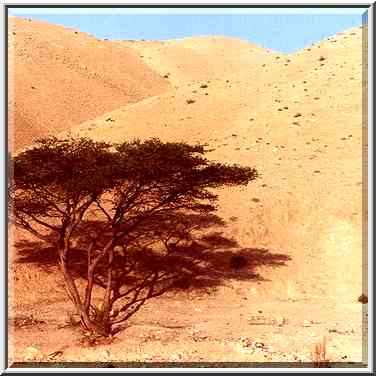 Acacia tree near Dead Sea. The Middle East, March 5, 2000