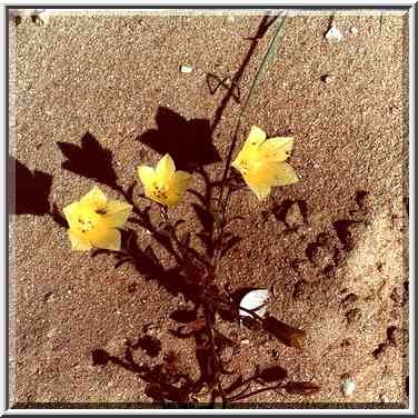 Weeds in the park of Ashkelon. The Middle East, May 6, 2000