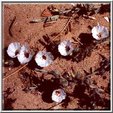 Weeds in the park of Ashkelon. The Middle East, May 6, 2000