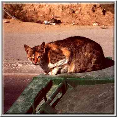 A stray cat of the desert protective coloring ...[9 words]... the Middle East, May 7, 2000