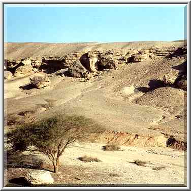 Acacia tree near a road along Arava to Eilat. The Middle East, May 13, 2000