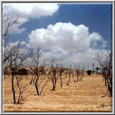 A parched garden in Negev Desert opposite to BGU ...[14 words]... the Middle East, May 19, 2000