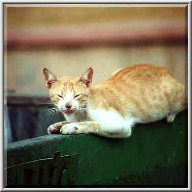 A cat resting on a trash collector at Haviva Reik ...[4 words]... the Middle East, July 28, 2000