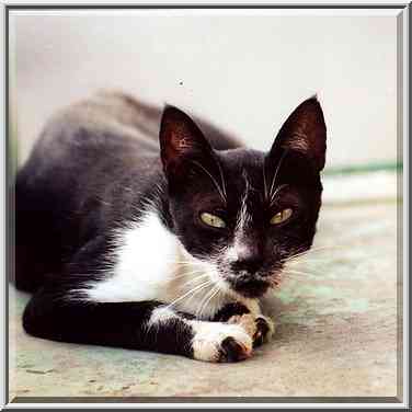 A cat at Haviva Reik St. near BGU. Beer-Sheva, the Middle East, July 28, 2000