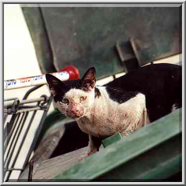 A cat with a scratched nose looking from a trash ...[8 words]... the Middle East, July 28, 2000