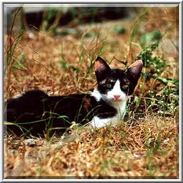 Multicolored stray cat near Ben Gurion Blvd. in Beer-Sheva. The Middle East, August 12, 2000