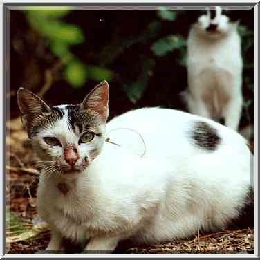 A stray cat sitting like a rabbit at Senesh Hanna ...[5 words]... the Middle East, August 12, 2000