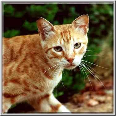 A brown cat at Shekhuna Gimel Quarter near BGU. Beer-Sheva, the Middle East, August 12, 2000