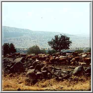 A farm on Golan Heights near Katzrin. The Middle East, August 18, 2000