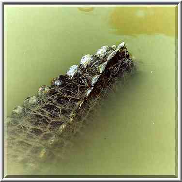 A crocodiles tail in murky waters of a pond in Hamat Gader. The Middle East, August 18, 2000