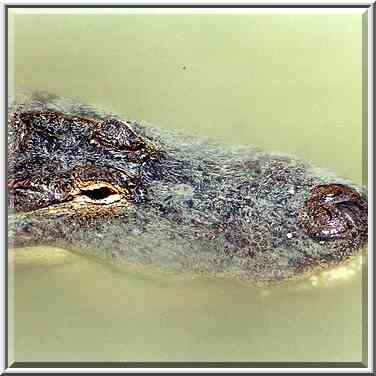 A crocodile floating in murky waters of a pond in Hamat Gader. The Middle East, August 18, 2000