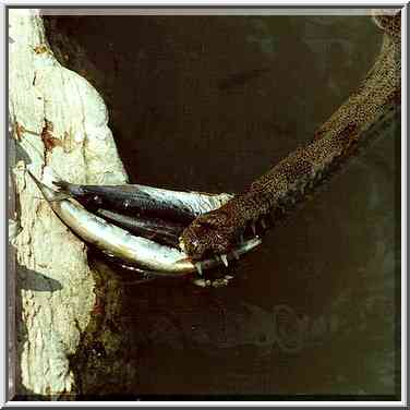 A feeding crocodile in a pond in Hamat Gader. The Middle East, August 18, 2000