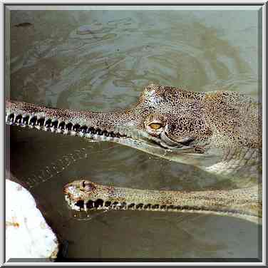 Feeding crocodiles in Hamat Gader. The Middle East, August 18, 2000