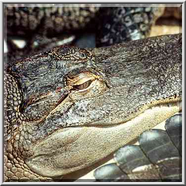 An alligator in Hamat Gader. The Middle East, August 18, 2000