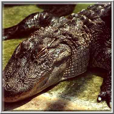 Resting alligator in a pool in Hamat Gader. The Middle East, August 18, 2000