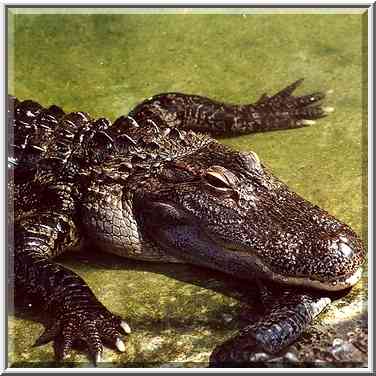 An alligator in a pool in Hamat Gader. The Middle East, August 18, 2000