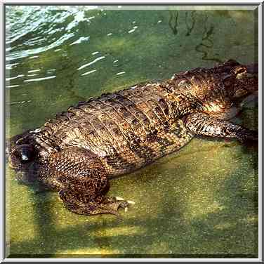 Tailless alligator like a toad in Hamat Gader. The Middle East, August 18, 2000